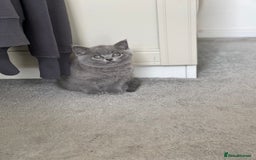 Brazilian Shorthair cats for sale: 🐾 Beautiful British Shorthair Kitten for Sale 🐾 - Image 2