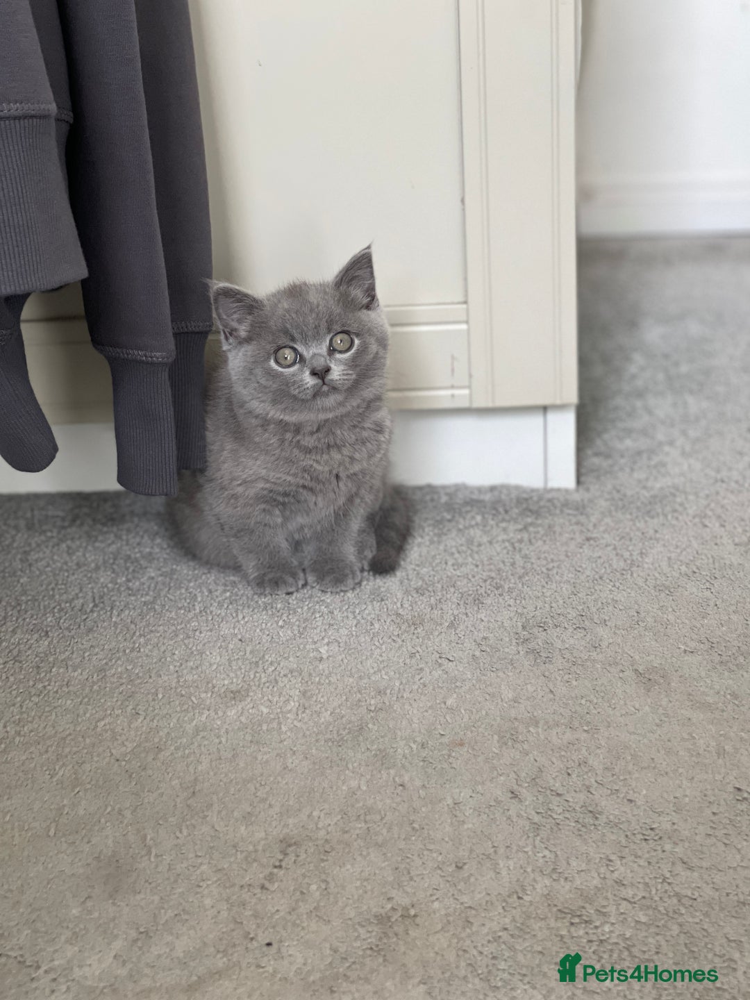 Brazilian Shorthair cats for sale: 🐾 Beautiful British Shorthair Kitten for Sale 🐾 - Image 2