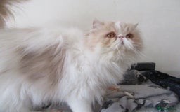 Persian cats for sale: Adorable Pedigree Persian Female Available Now - Image 8