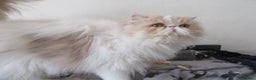 Persian cats for sale:  Pedigree Persian Female Available Now - Advert 6