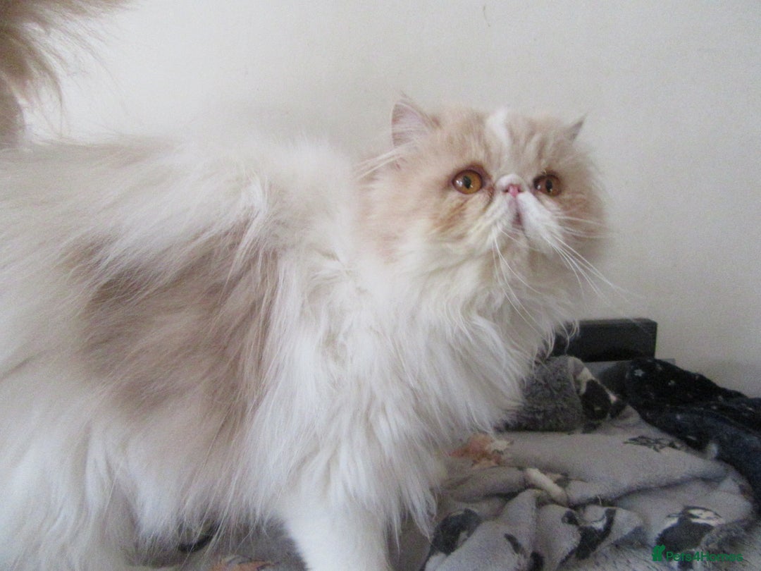 Persian cats for sale: Adorable Pedigree Persian Female Available Now - Image 8