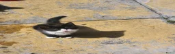 Mixed Breed cats for sale: Male kitten  - Advert 7