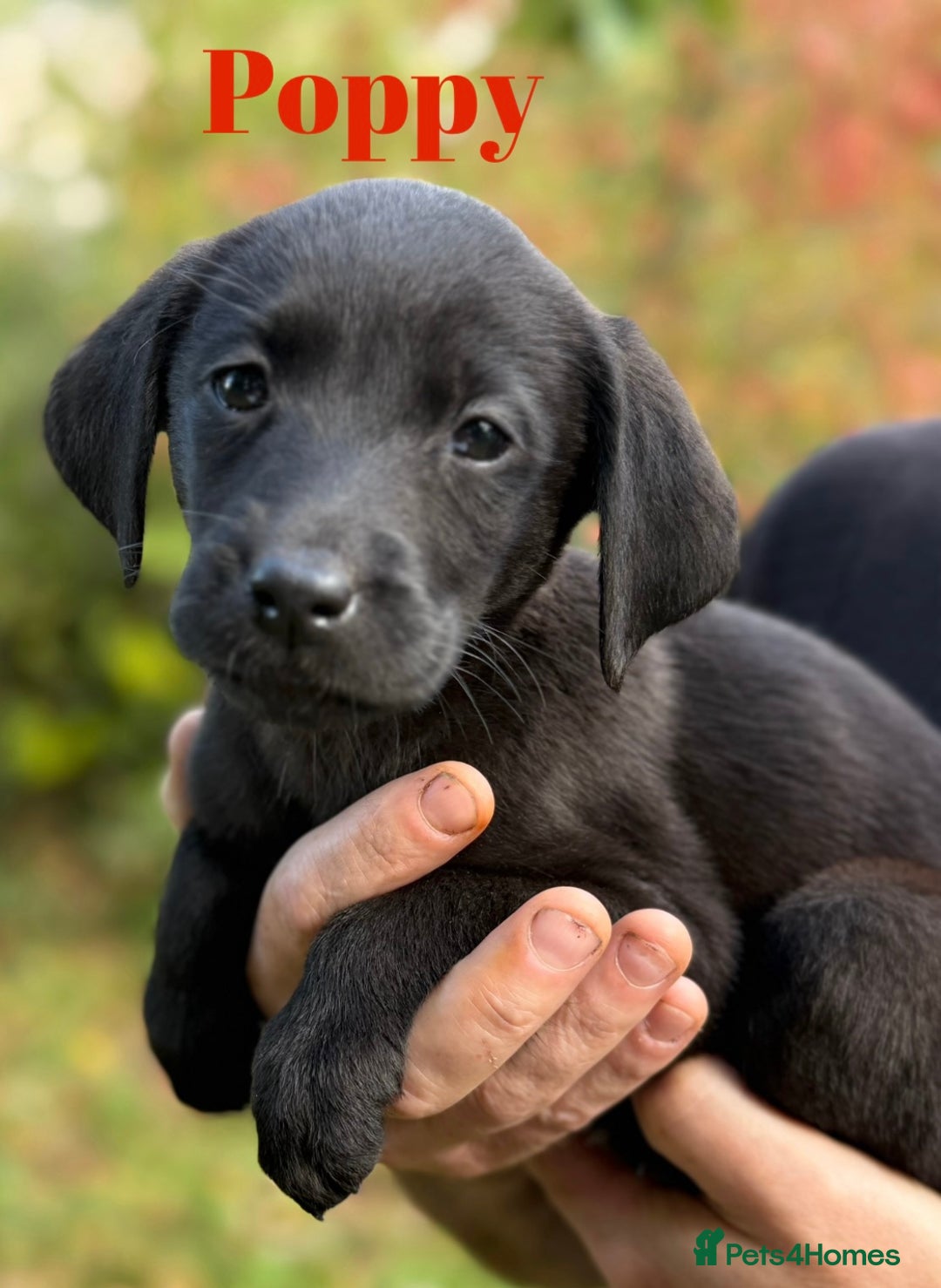 Labrador Retriever dogs for sale: Outstanding DRAKESHEAD working Labrador Puppies  - Image 5