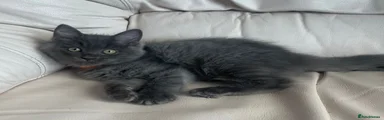 Ragdoll 1