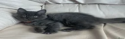 Mixed Breed cats for sale: Ragdoll cross Bsh kittens ready now  - Advert 12