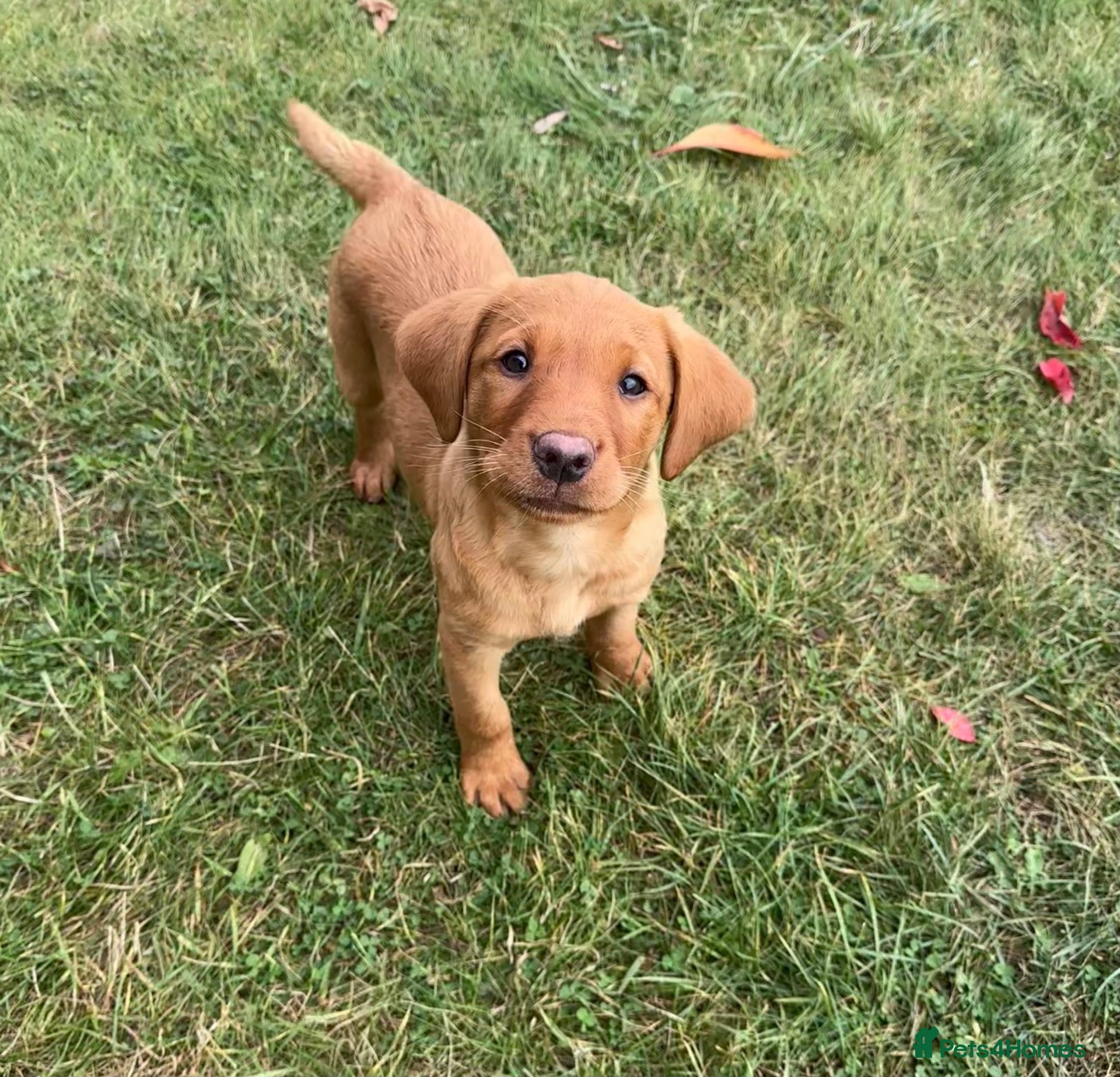 Labrador Retriever dogs Black & Fox Red KC Labradors - Advert 1