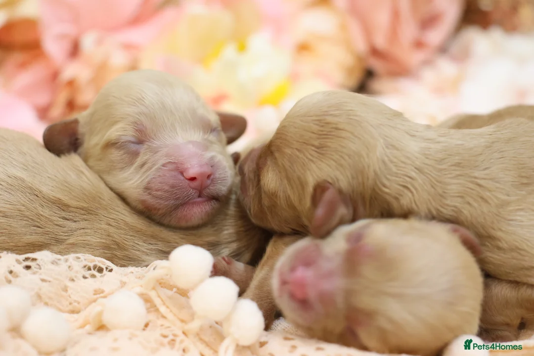 Cavapoo dogs for sale: Health Tested Cavapoo Puppies - Advert 17