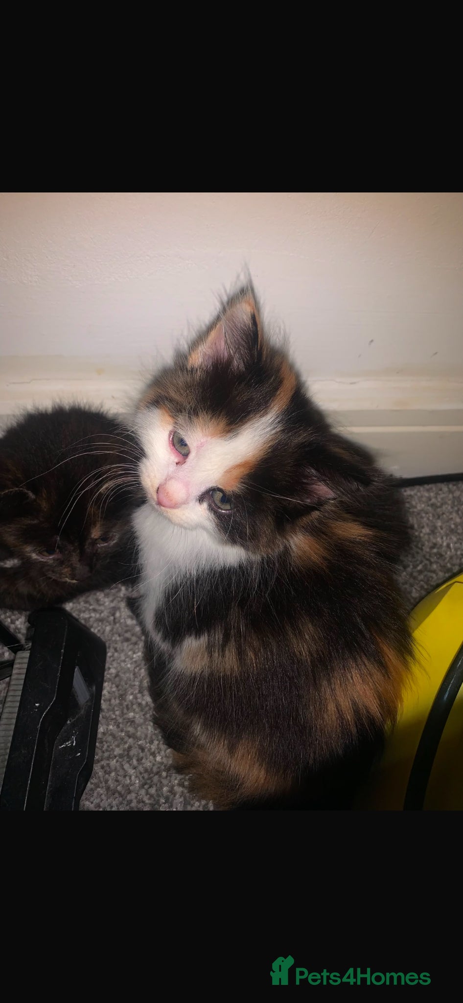Mixed Breed cats for sale: 4 Beautiful kittens - Advert 3