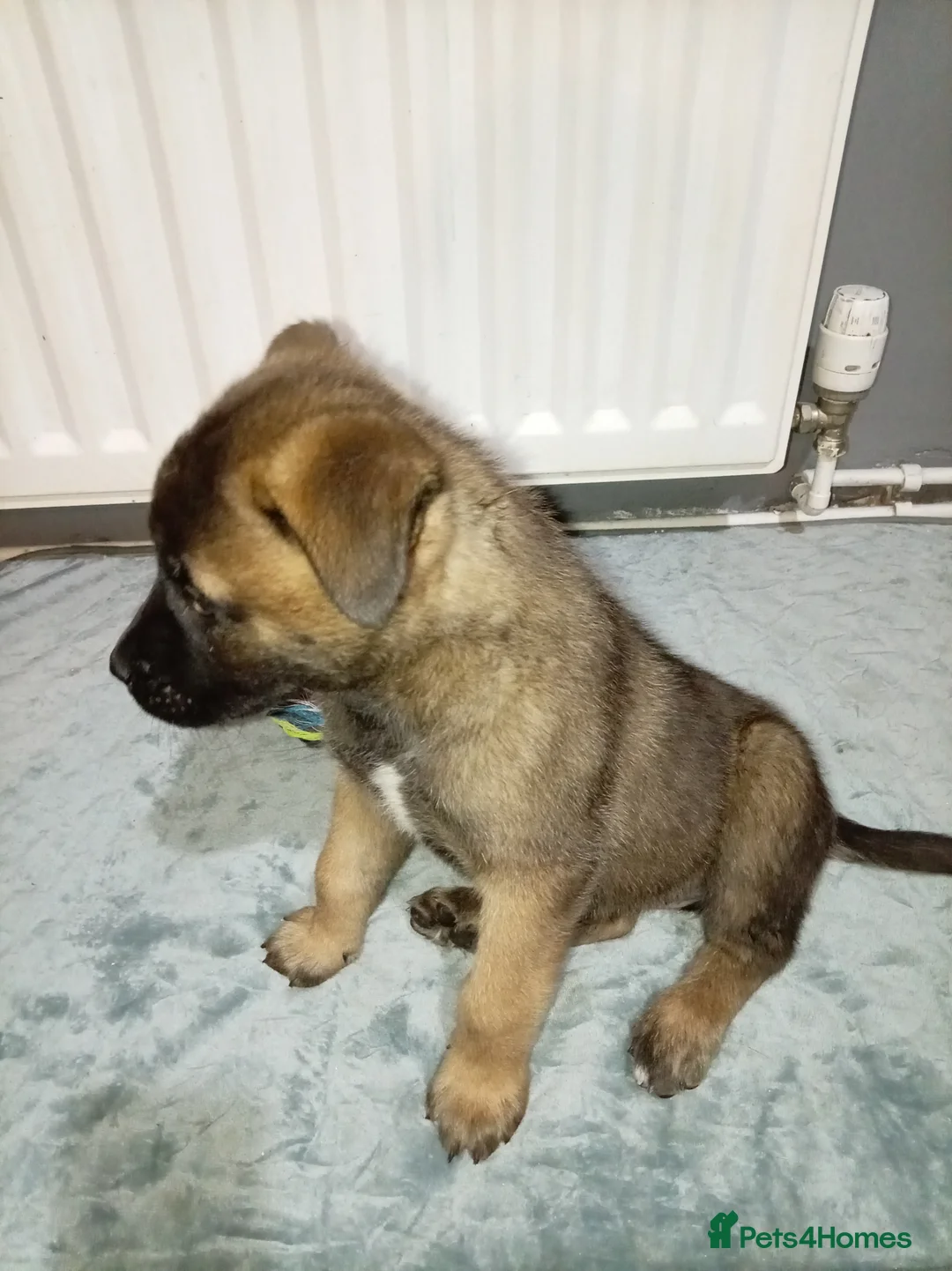 Akita dogs for sale: American Akita puppies READY TO GO - Advert 6