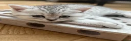 British Shorthair cats for sale: 3 x British Shorthair Kittens - Gold/White/Grey - Advert 14