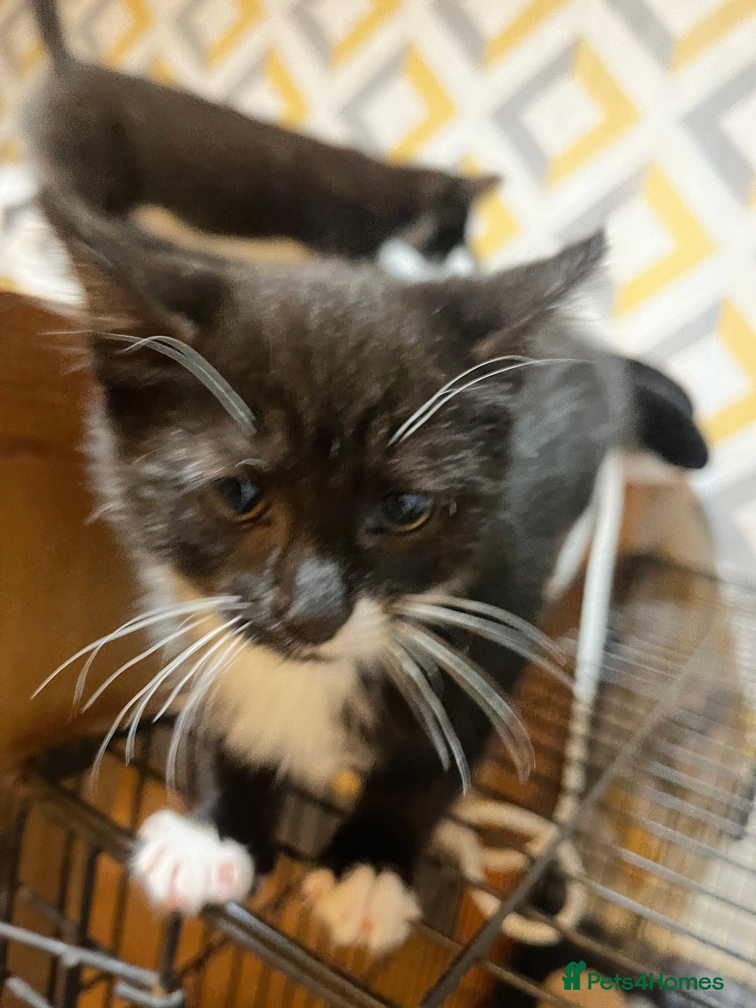 Mixed Breed cats for sale: Mixed breed kittens  - Advert 6