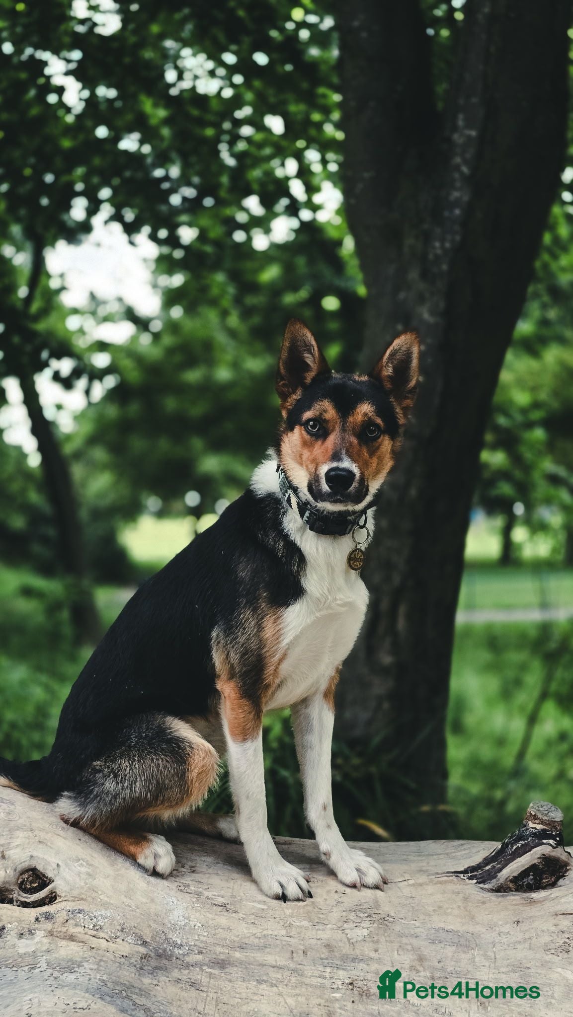 Border Collie dogs Male Border Collie  - Advert 2