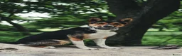 Border Collie dogs for sale: Male Border Collie  - Advert 1