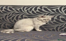 British Shorthair cats for sale: British short hair - silver shaded female - Image 5
