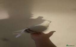 Pigeons birds for sale: I’ve got a hand raised German owl pigeon  - Image 4