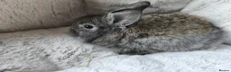 Mini Lop rabbits for sale: Ready 31st July  - Advert 10
