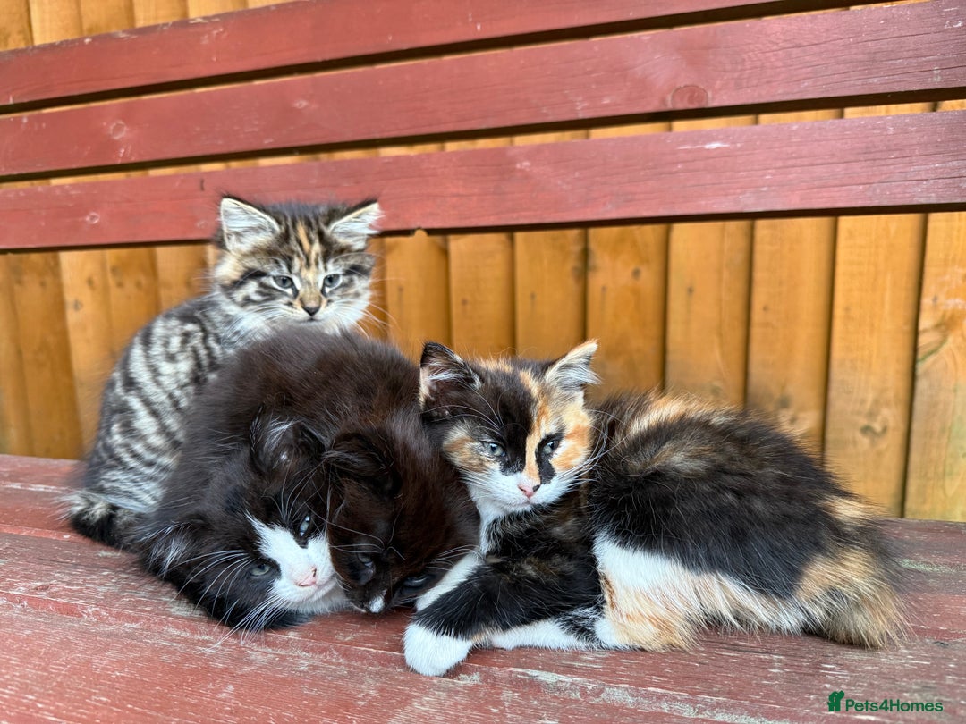 Mixed Breed cats for sale: 3 little kittens  - Image 2