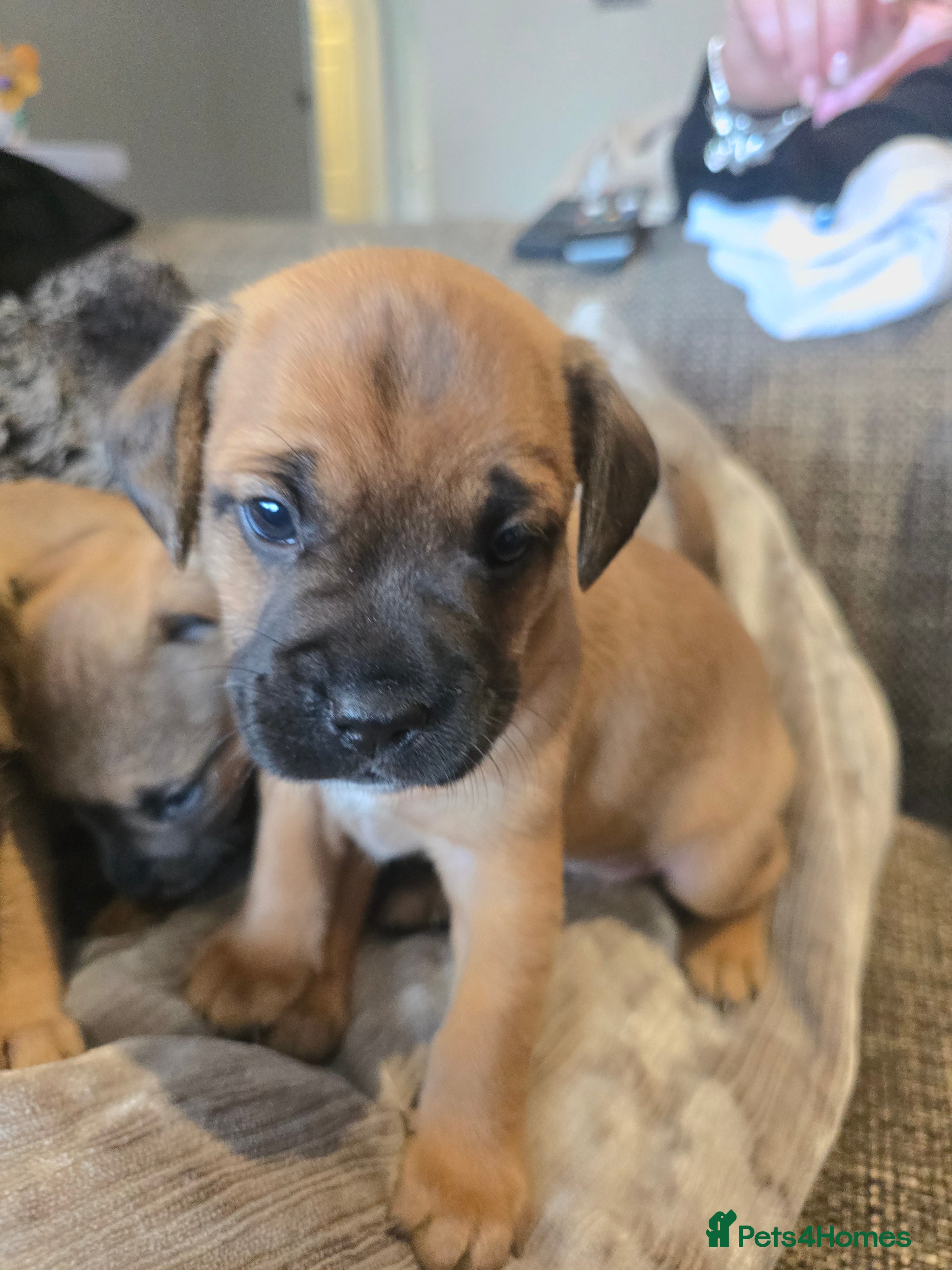 Mixed Breed dogs Floodles - Advert 2