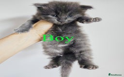 Maine Coon cats for sale: Blue Maine coon kittens - DNA health tested - Image 7