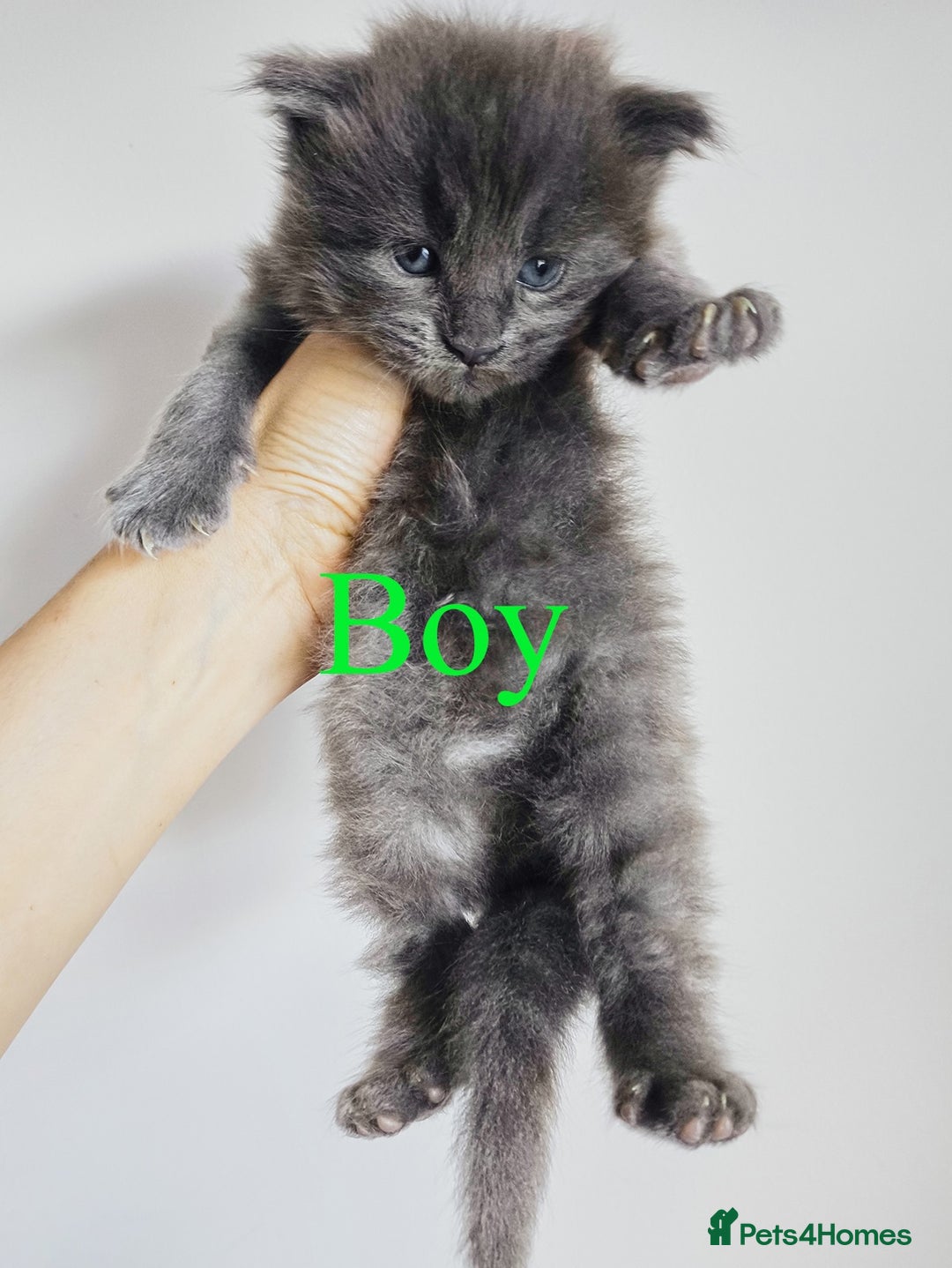 Maine Coon cats for sale: Blue Maine coon kittens - DNA health tested - Image 7