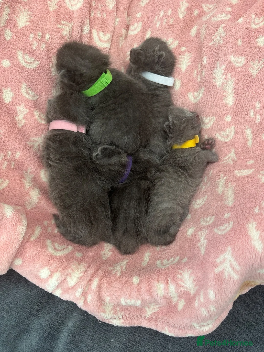 Russian Blue cats for sale: Gorgeous Russian Blue babies  - Advert 2