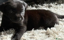 Labrador Retriever dogs for sale: Ready now beautiful Labrador retriever puppies - Image 5