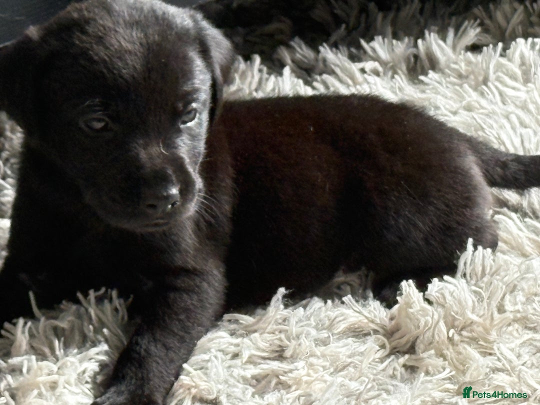 Labrador Retriever dogs for sale: Ready now beautiful Labrador retriever puppies - Image 5
