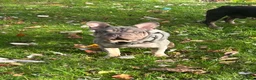French Bulldog dogs for sale: Velvets French bulldogs - Advert 3