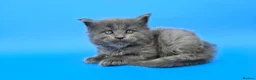 Maine Coon cats for sale: Tica Beautiful Maine Coon Kittens  - Advert 19