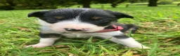 Border Collie dogs for sale:  10 Beautiful tri colour border collie puppies in Exeter - Advert 8