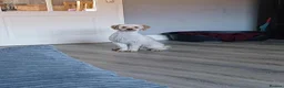 Miniature Poodle dogs for stud: Miniature poodle stud dog - Advert 6