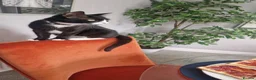 Mixed Breed cats for sale: Two male kittens  - Advert 2