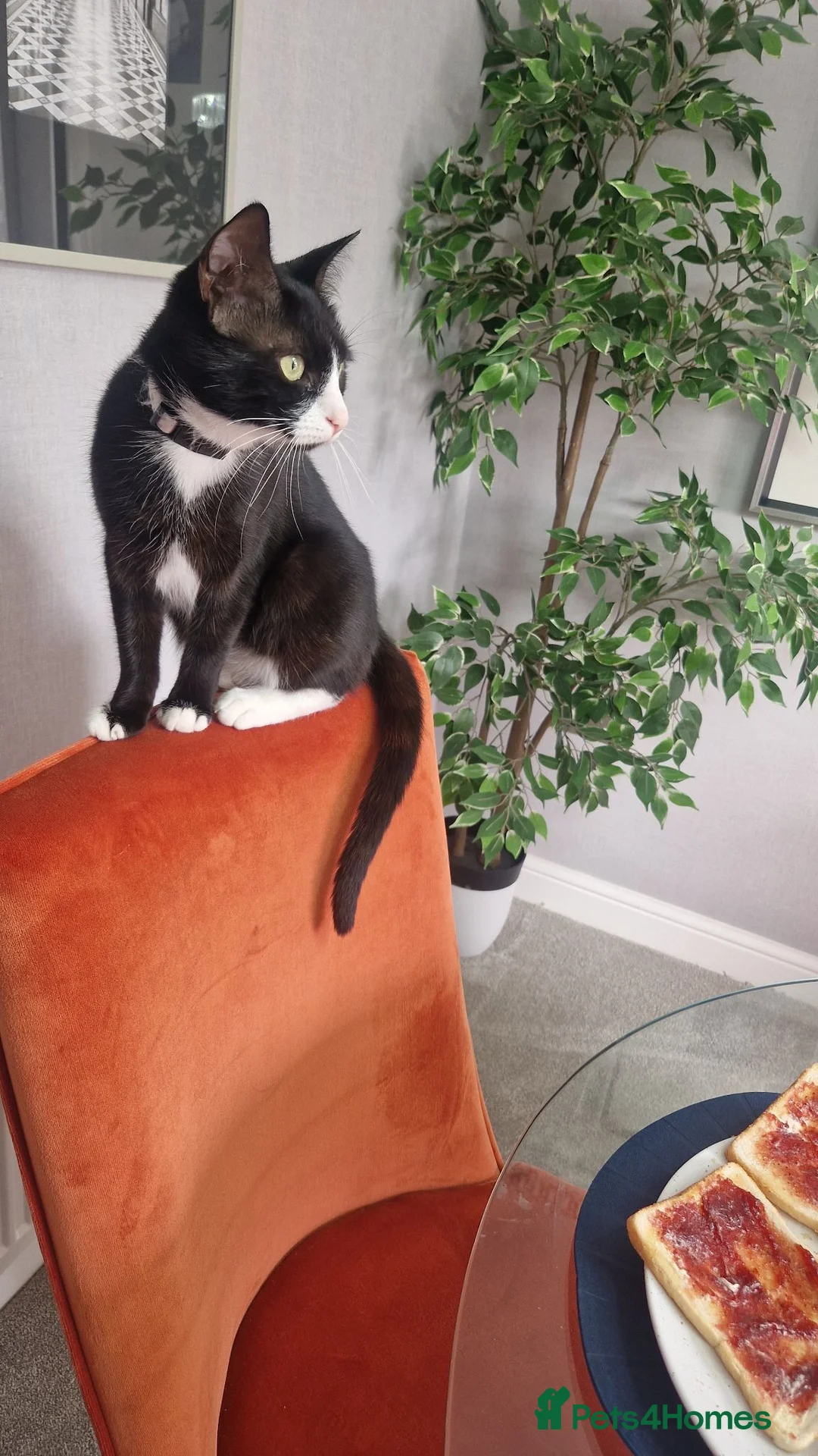 Mixed Breed cats for sale: Two male kittens  - Advert 2