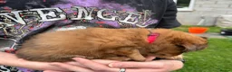 Mixed Breed dogs for sale: Maltipoo x Porkie puppies in Berwick-upon-Tweed - Advert 29