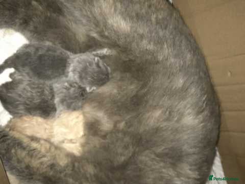 British Shorthair cats BRITISH SHORTHAIR - Full Pedigree/Registered  - Advert 1