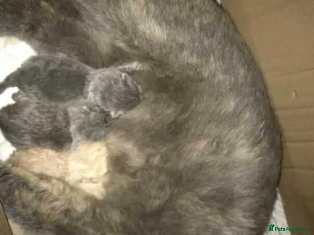 British Shorthair cats for sale: BRITISH SHORTHAIR - Full Pedigree/Registered  - Advert 10