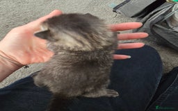 British Shorthair cats for sale: 4 beautiful tabby girl kittens  - Image 4