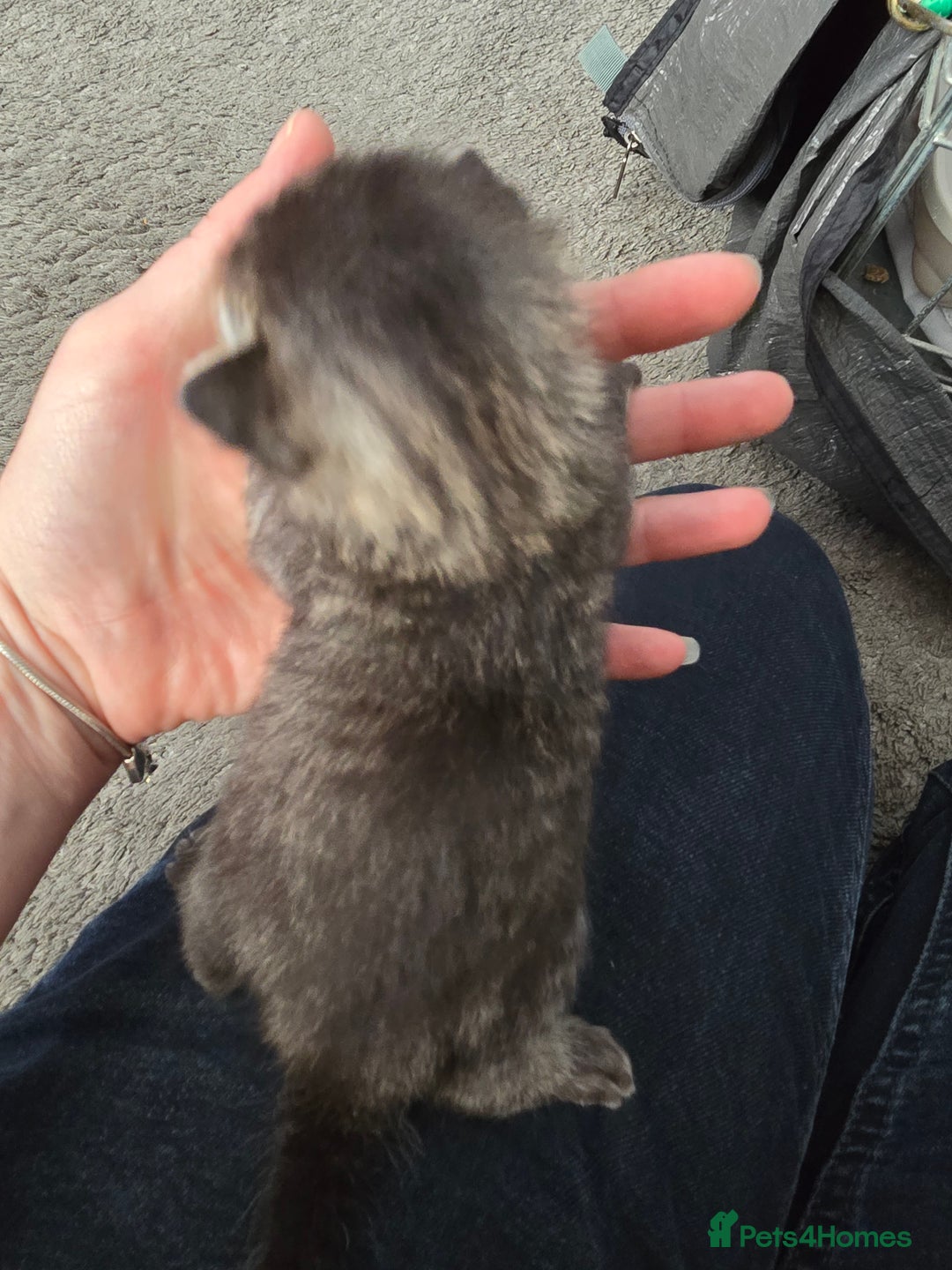 British Shorthair cats for sale: 4 beautiful tabby girl kittens  - Image 4