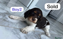 Cockapoo dogs for sale: F1B puppies - Image 9
