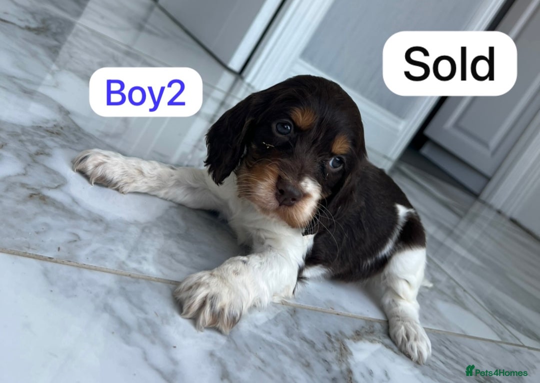 Cockapoo dogs for sale: F1B puppies - Image 9