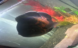 Cichlids fish for sale: Red Tiger Oscar - Advert 1