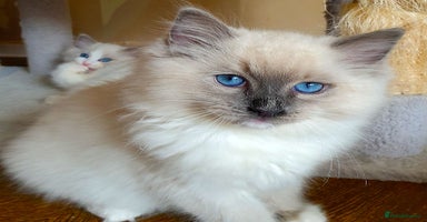 Ragdoll cats - Advert 15