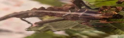 Stick Insects invertebrates for sale: Jungle nymphs - Heteropteryx dilatata in Shoreham-by-Sea - Advert 4
