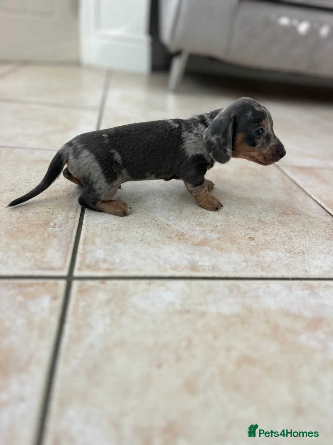 Miniature Dachshund dogs for sale: Stunning Dachshunds - Advert 5