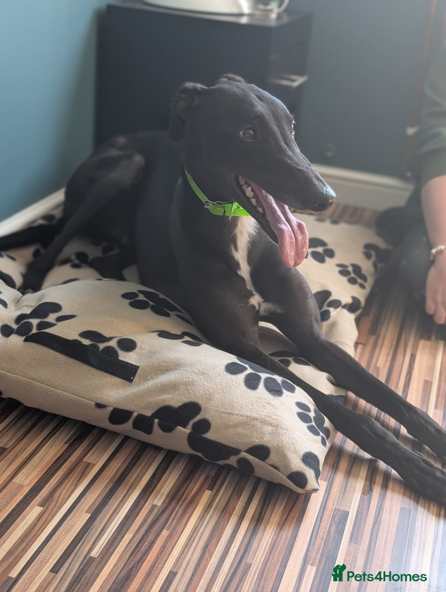 Greyhound dogs Greyhound - Advert 3