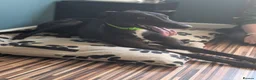 Greyhound dogs for sale: Greyhound - Advert 1