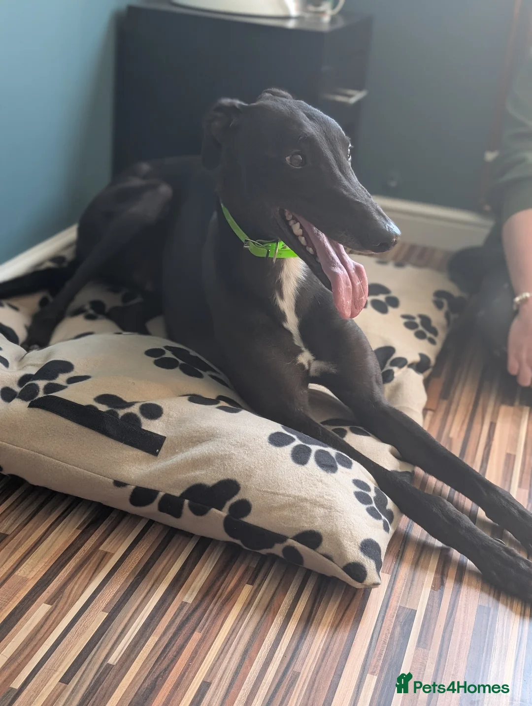 Greyhound dogs for sale: Greyhound - Advert 1