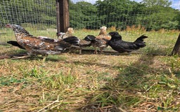 Chickens poultry for sale: Rare Breed Pullets 16 weeks old - Image 2