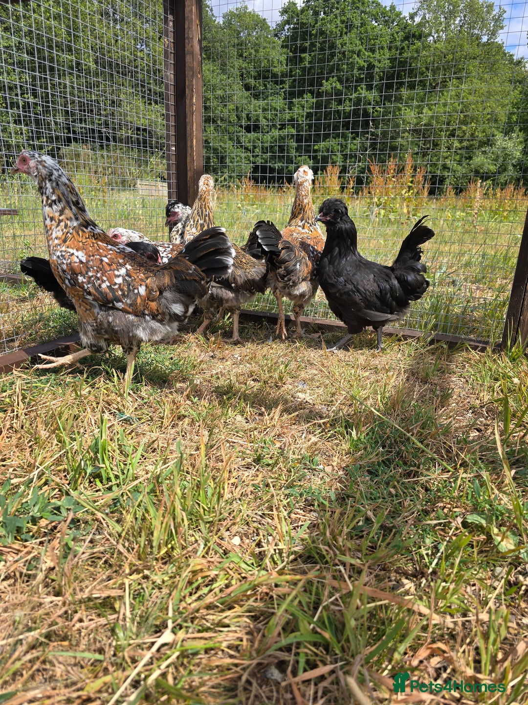 Chickens poultry for sale: Rare Breed Pullets 16 weeks old - Image 2