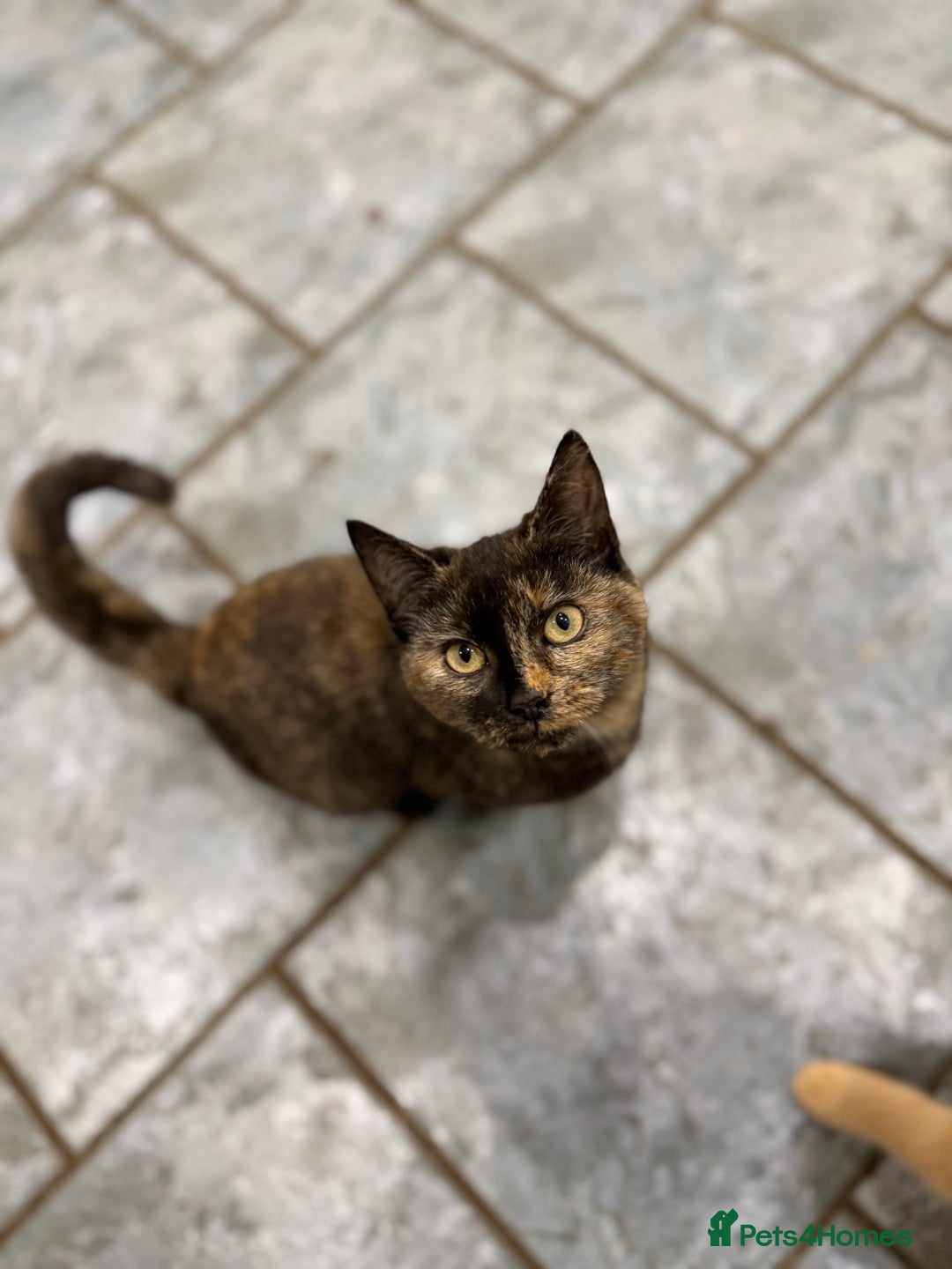 Mixed Breed cats for sale: Female Tortoiseshell Kitten - Advert 3